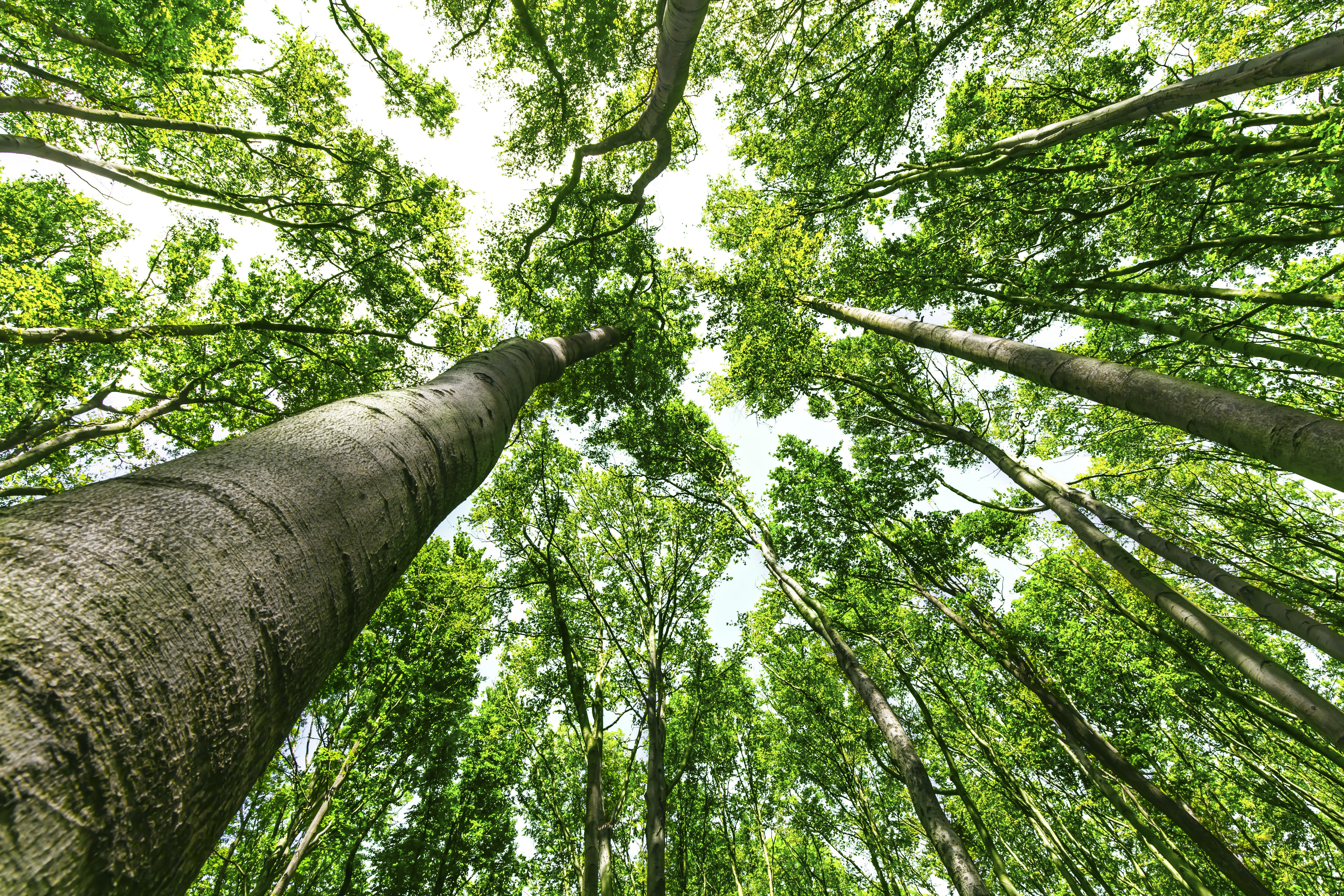 CALCULATING YOUR CARBON FOOTPRINT